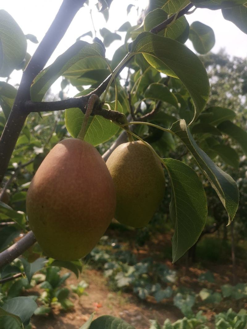 红香酥梨