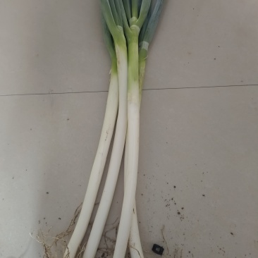 新鲜的大葱