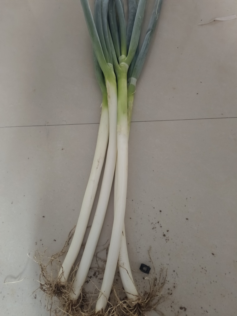 新鲜的大葱