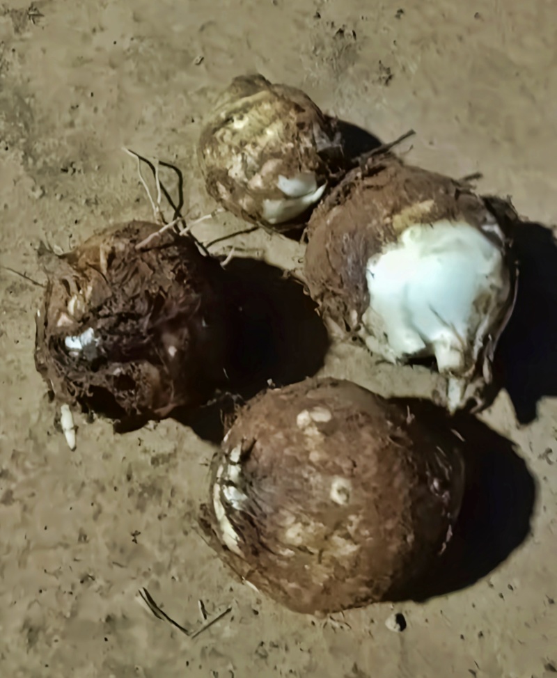 攀枝花米易牛奶芋头