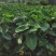 攀枝花米易牛奶芋头