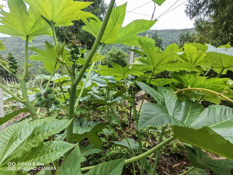 蓖麻籽