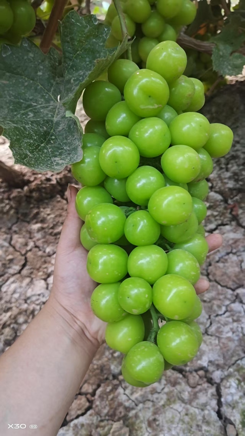 阳光玫瑰葡萄