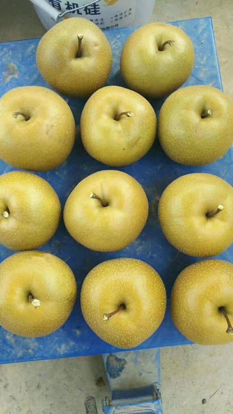 黄金梨，冰糖梨