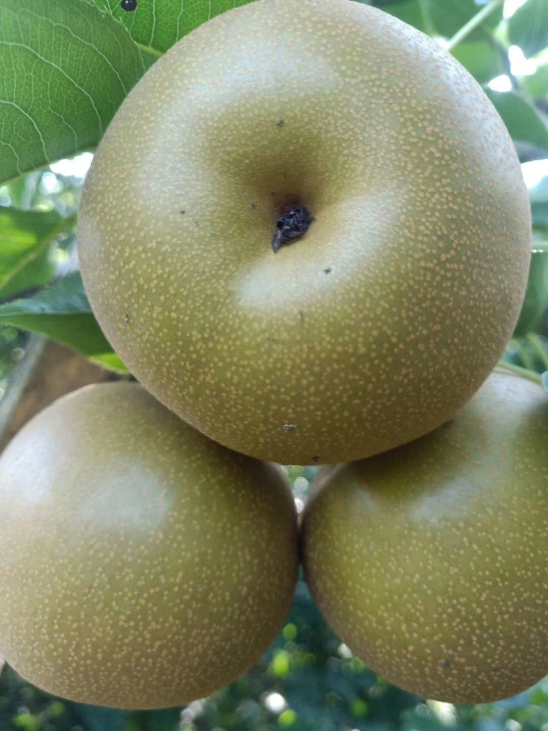 黄金梨，冰糖梨