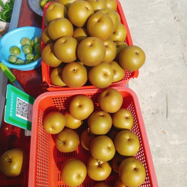 黄金梨，冰糖梨