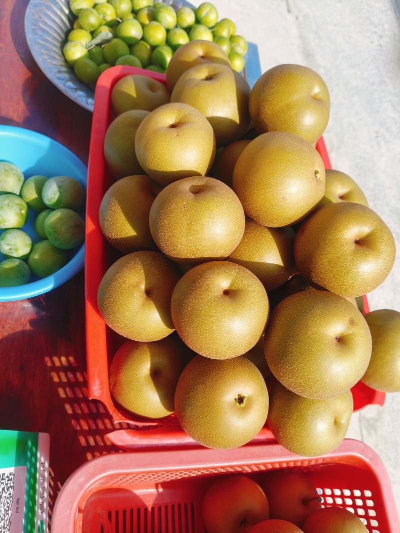 黄金梨，冰糖梨