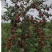 云南省昭通市昭洒渔苹果🍎