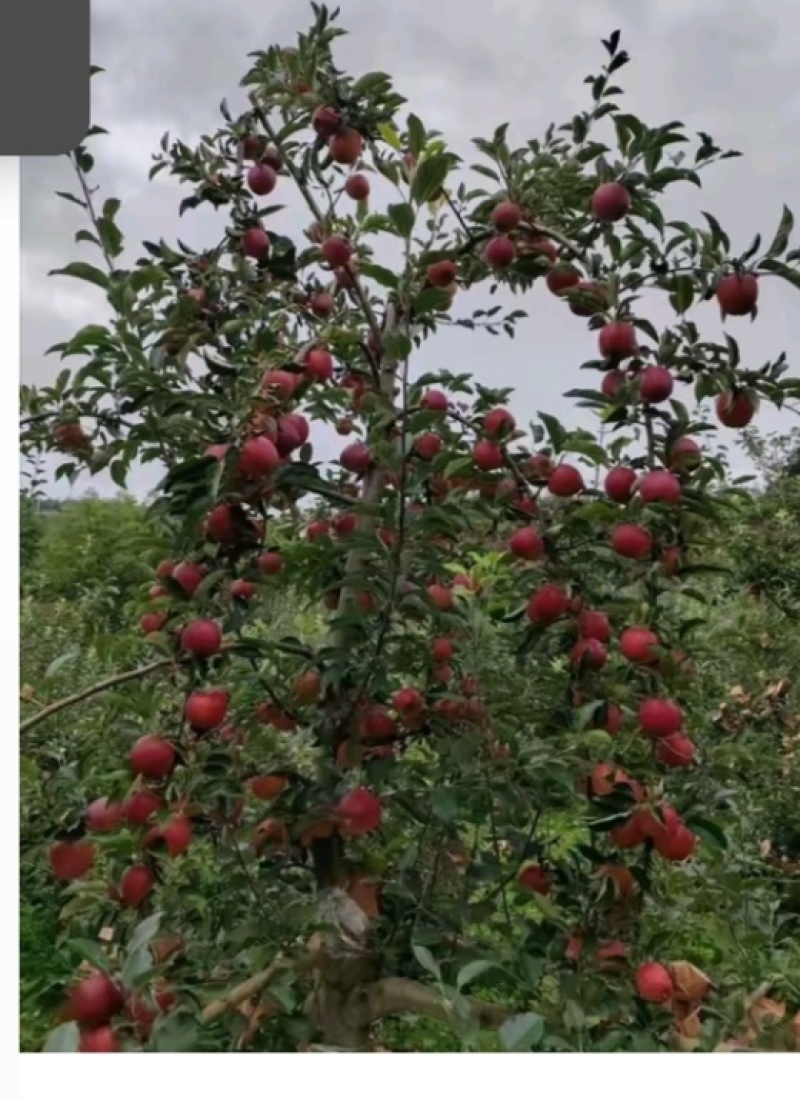 云南省昭通市昭洒渔苹果🍎