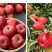 云南省昭通市昭洒渔苹果🍎