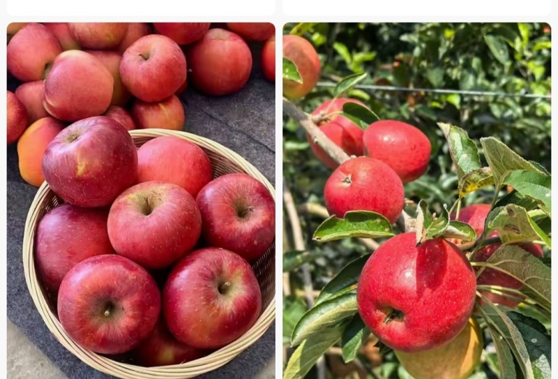 云南省昭通市昭洒渔苹果🍎