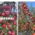 云南省昭通市昭洒渔苹果🍎