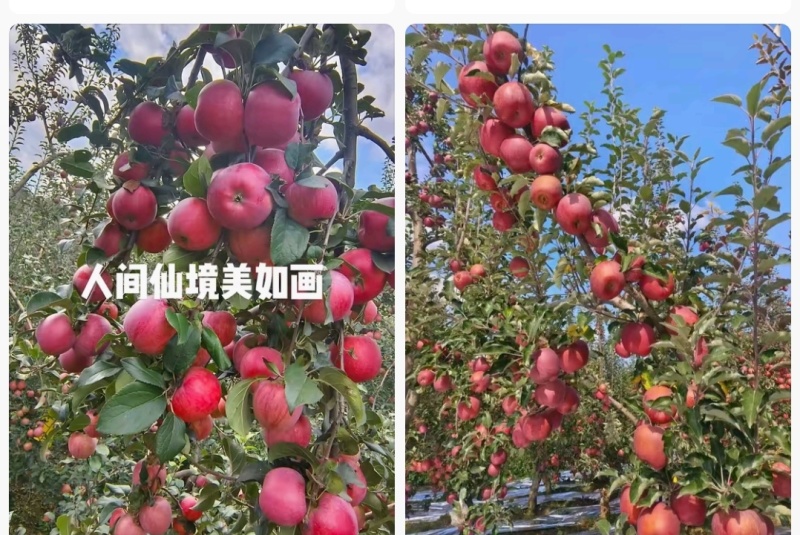 云南省昭通市昭洒渔苹果🍎