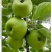 云南省昭通市昭洒渔苹果🍎
