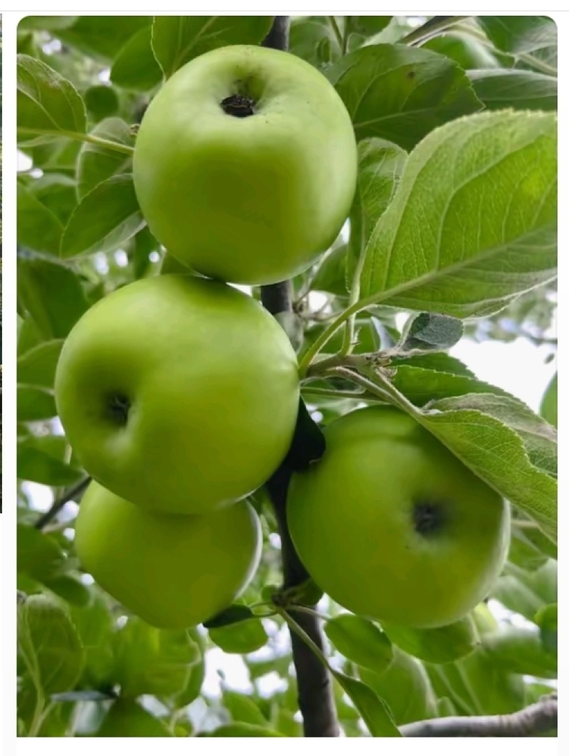 云南省昭通市昭洒渔苹果🍎