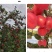 云南省昭通市昭洒渔苹果🍎