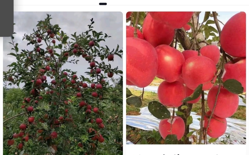 云南省昭通市昭洒渔苹果🍎
