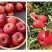 云南省昭通市昭洒渔苹果🍎