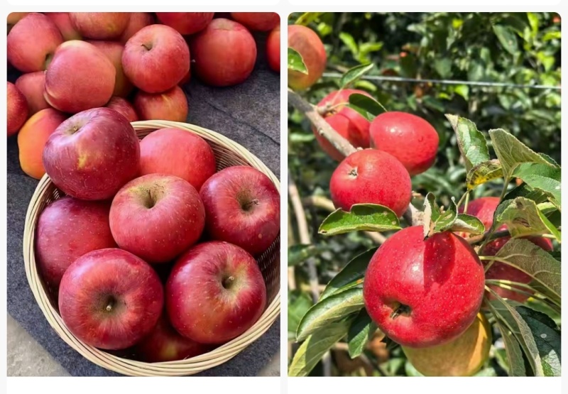 云南省昭通市昭洒渔苹果🍎