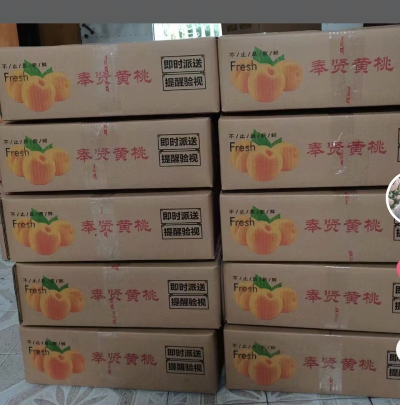 上海市奉贤青村光明的锦绣黄桃