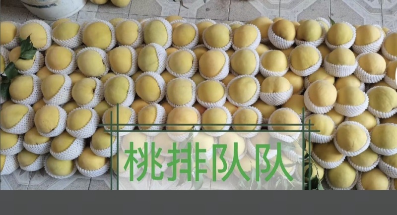 上海市奉贤青村光明的锦绣黄桃