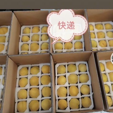 上海市奉贤青村光明的锦绣黄桃