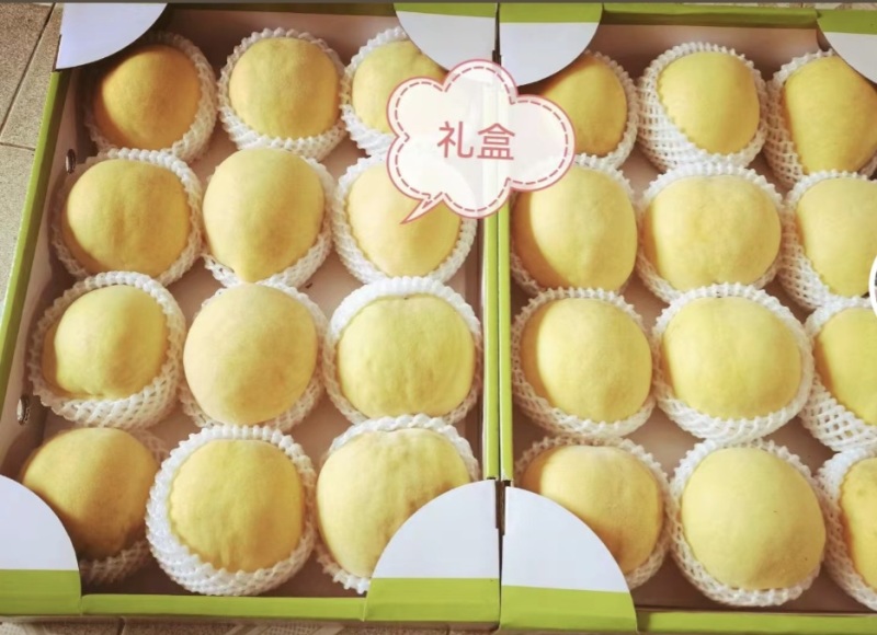 上海市奉贤青村光明的锦绣黄桃