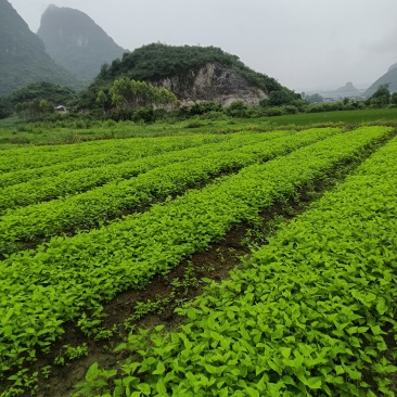 桑树苗