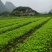 桑树苗