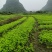 桑树苗