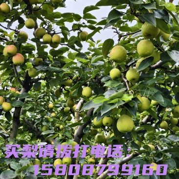 安宁县街早熟红梨，有需要的老板可以联系我，可以到果园来直接采