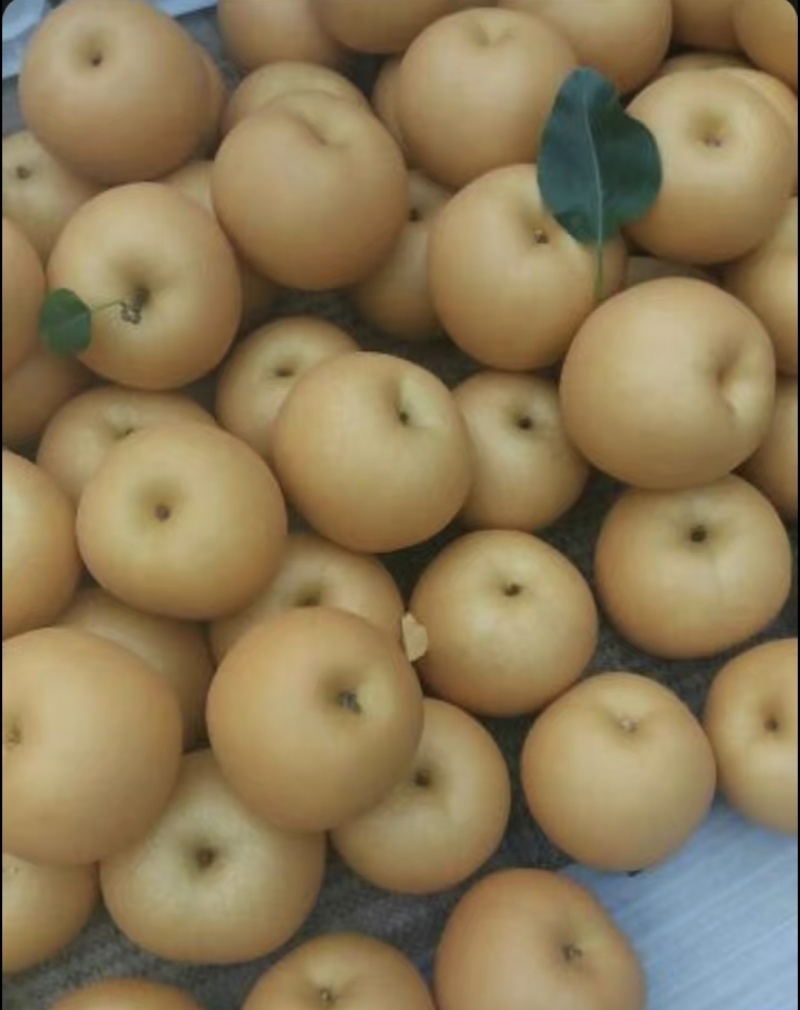圆黄梨
