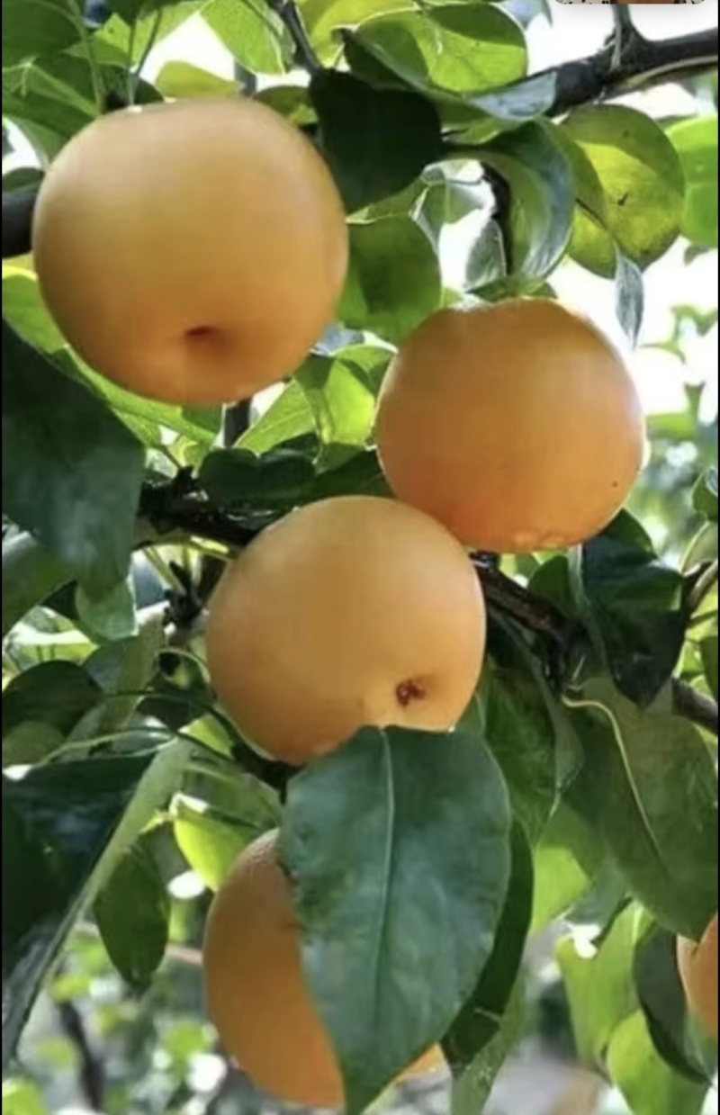 圆黄梨