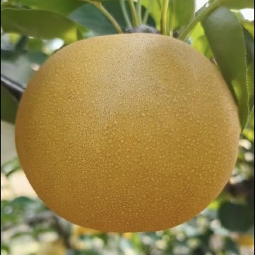 圆黄梨