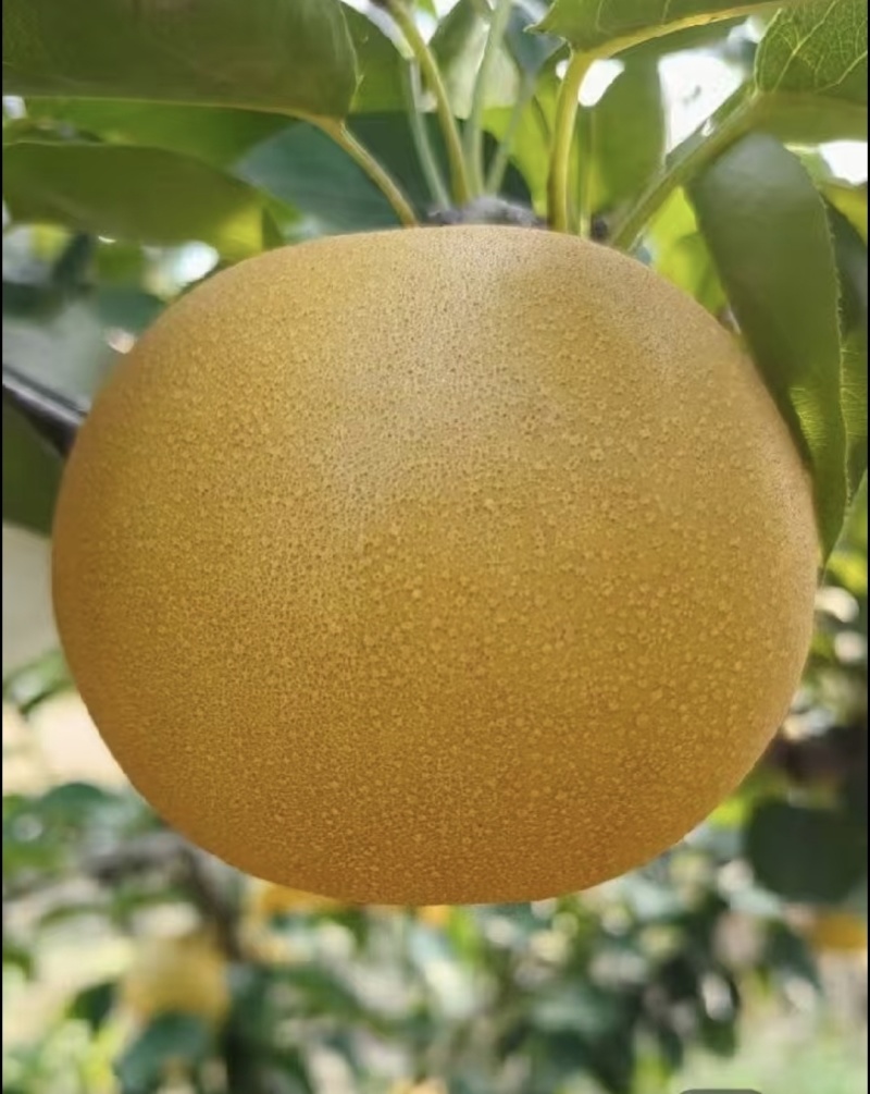 圆黄梨