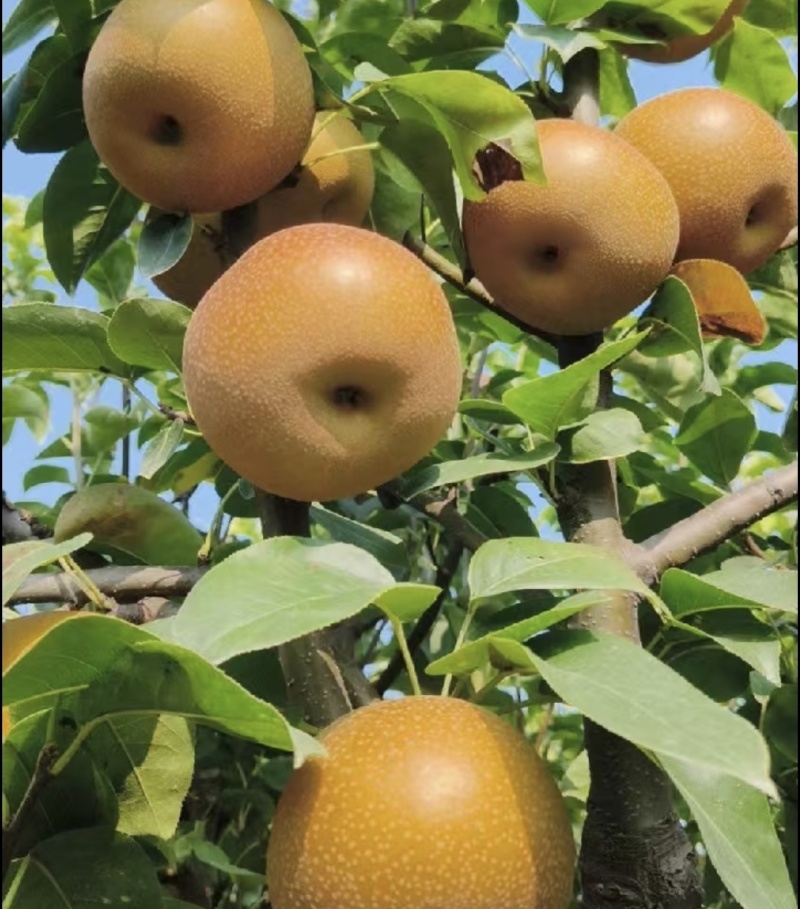 圆黄梨
