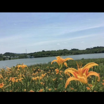 浙江兰溪(干黄花菜)