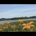 浙江兰溪(干黄花菜)