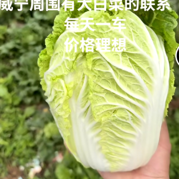 威宁高山蔬菜，大白菜