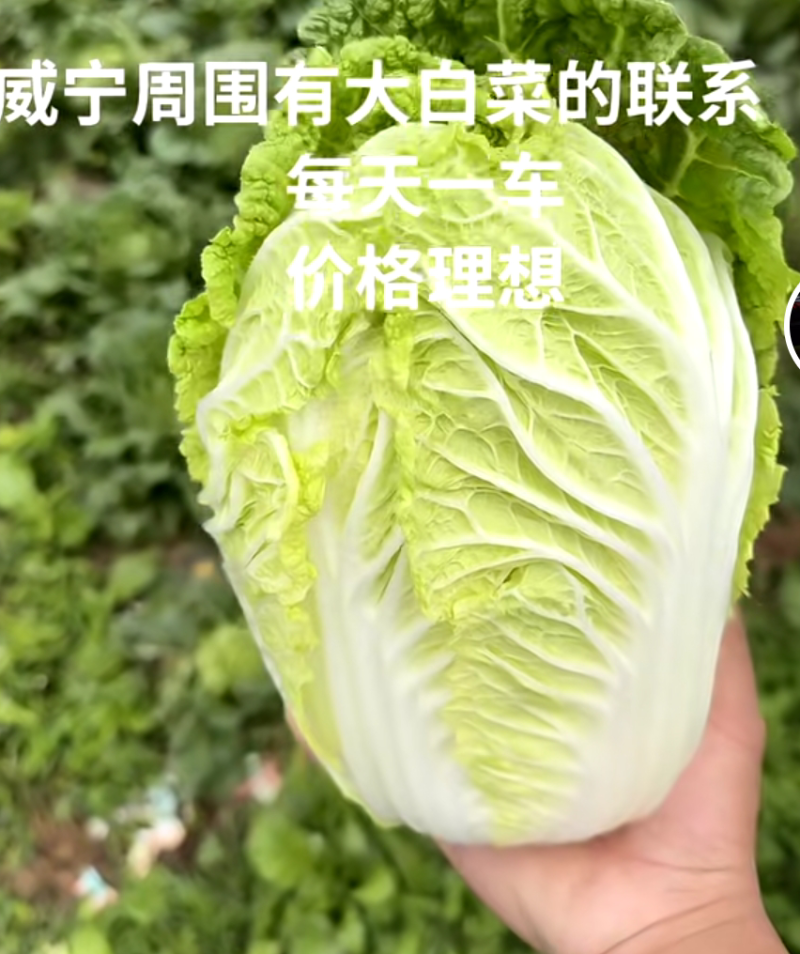 威宁高山蔬菜，大白菜