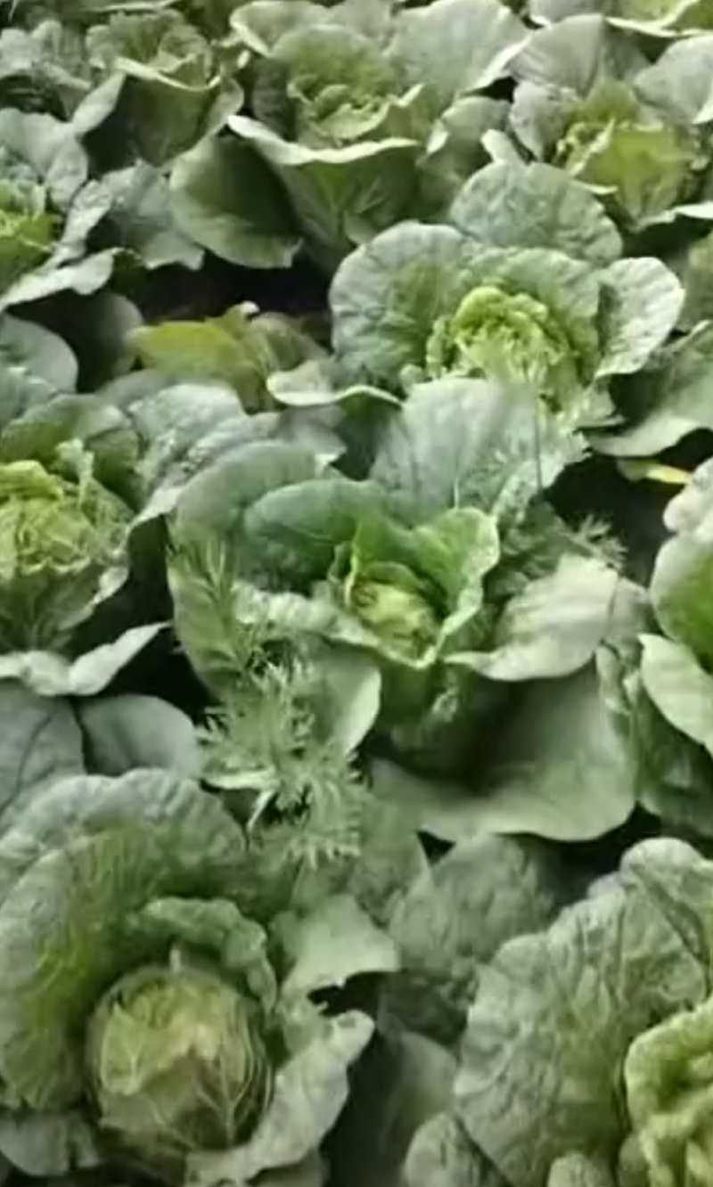 威宁高山蔬菜，大白菜