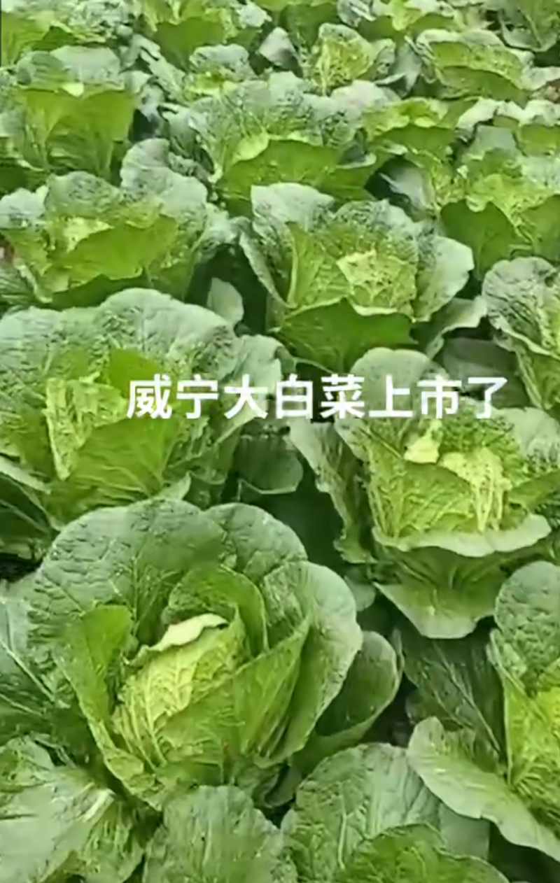 威宁高山蔬菜，大白菜