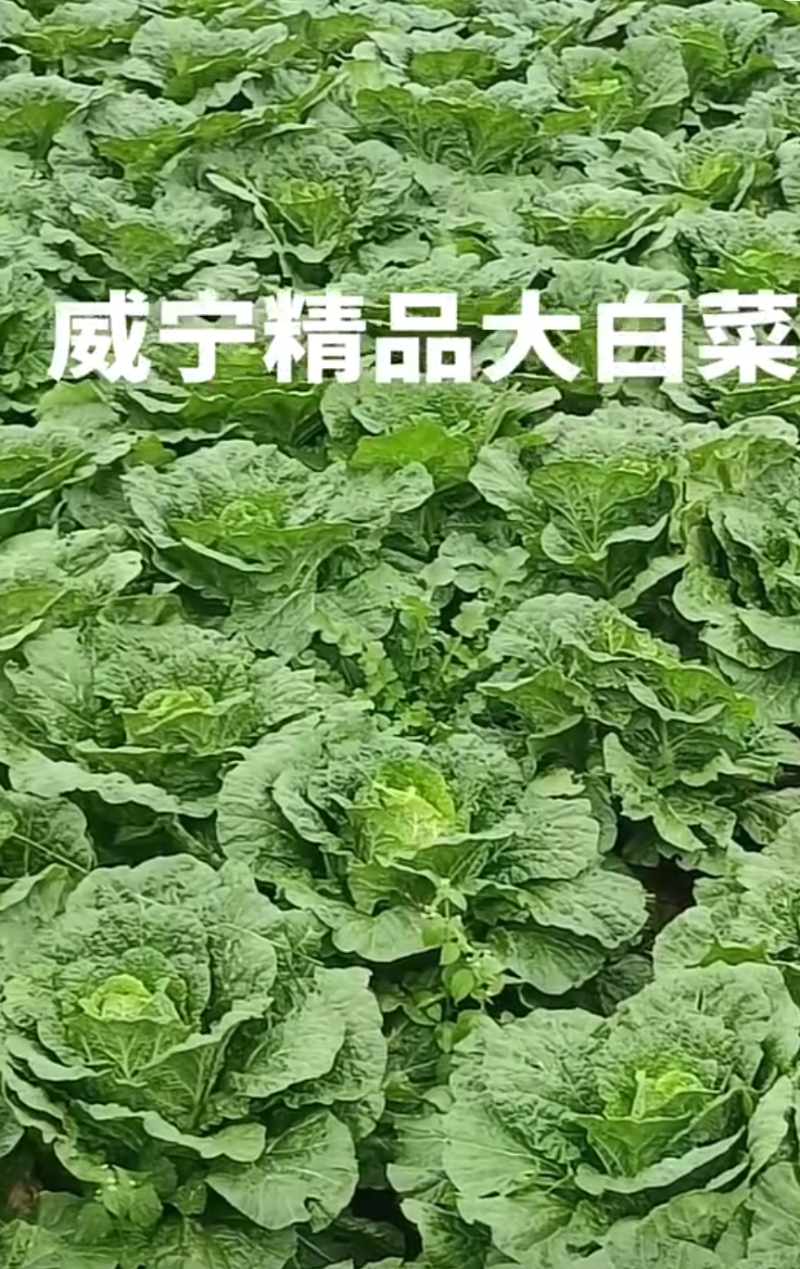 威宁高山蔬菜，大白菜