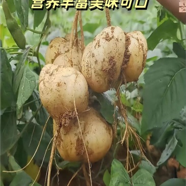 贵州地萝卜