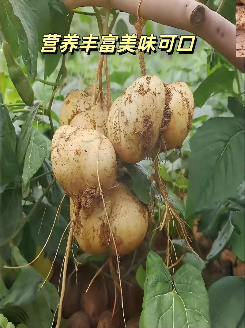 贵州地萝卜