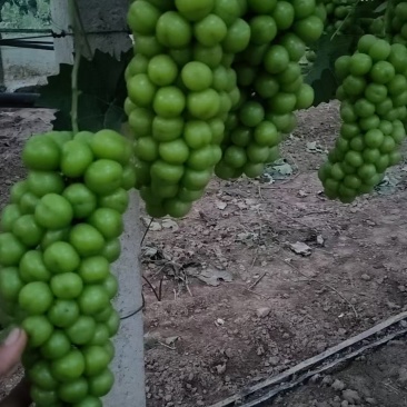 阳光玫瑰葡萄