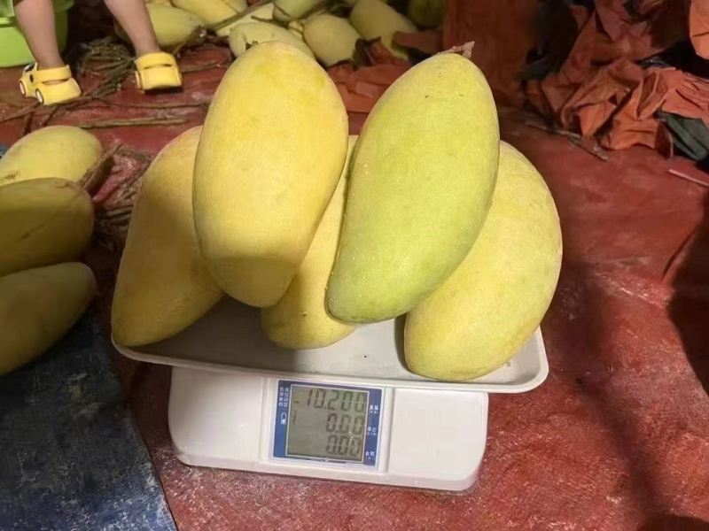 芒果统一发7-8成熟的生果，收到是硬果需要催熟的。催熟