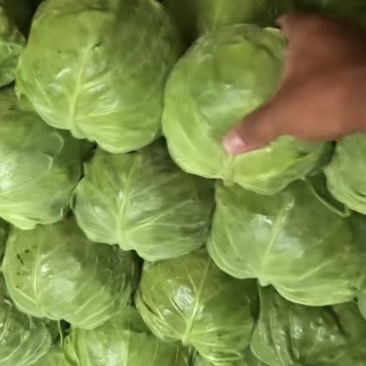 蔚县大白菜甘蓝