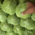 蔚县大白菜甘蓝