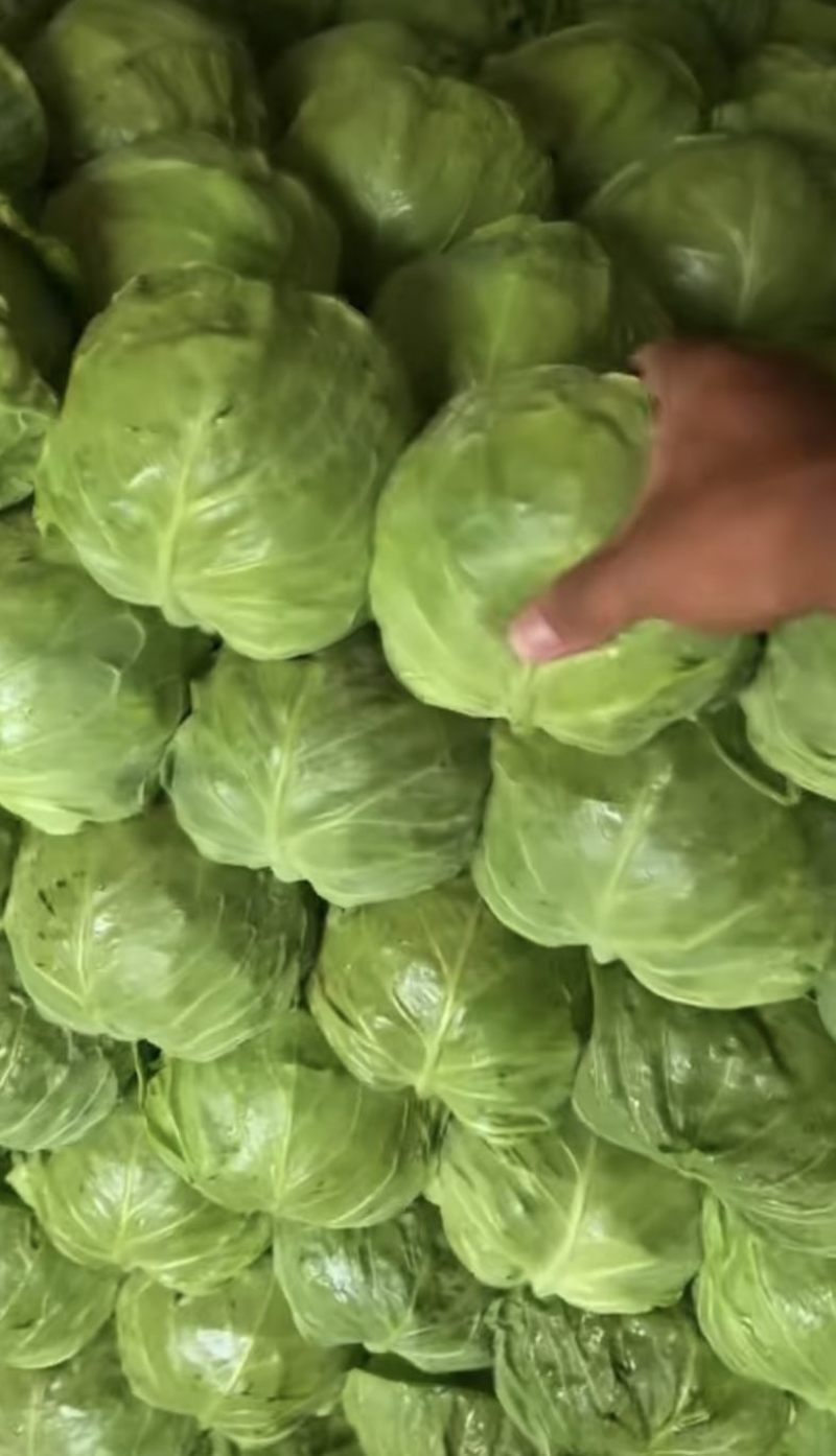 蔚县大白菜甘蓝